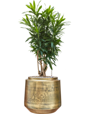 Pleomele (Dracaena) reflexa en Indigo