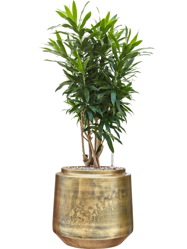 Pleomele (Dracaena) reflexa en Indigo, Gina Da