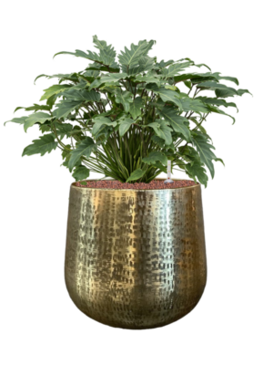 Philodendron 'Xanadu' en Karakter