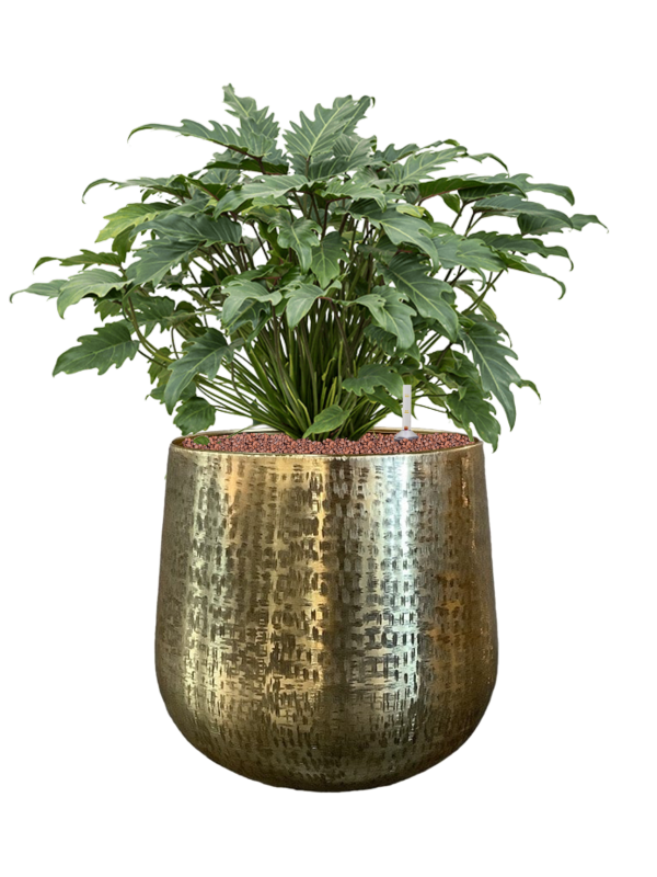 Philodendron 'Xanadu' en Karakter, Gina Da