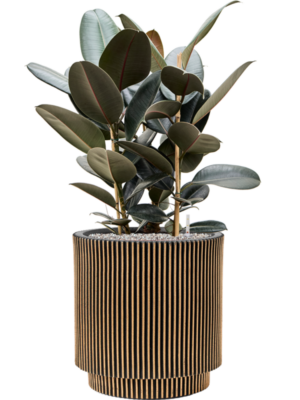 Ficus elastica 'Abidjan' en Capi Nature Groove NL
