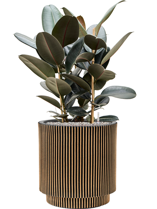 Ficus elastica 'Abidjan' en Capi Nature Groove NL