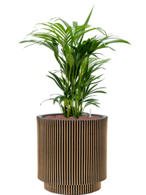 Kentia (Howea) forsteriana en Capi Nature Groove NL