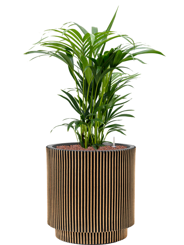 Kentia (Howea) forsteriana en Capi Nature Groove NL