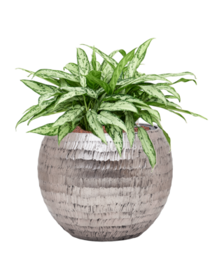 Aglaonema 'Silver Queen' en Baq Opus Hammered