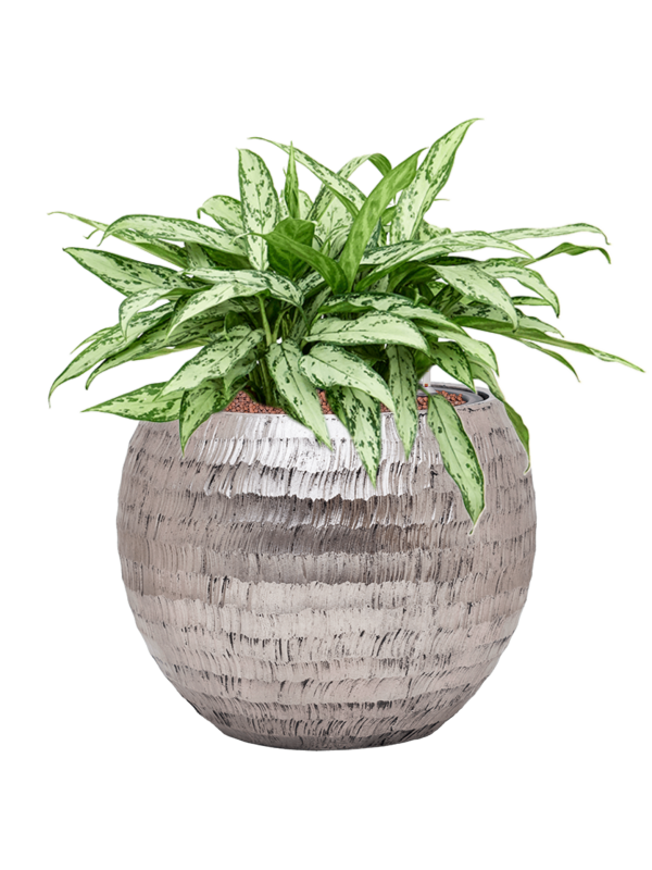 Aglaonema 'Silver Queen' en Baq Opus Hammered