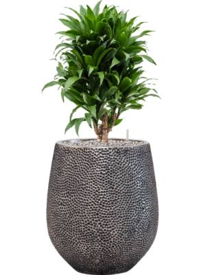 Dracaena fragrans 'Compacta' en Baq Opus Hit