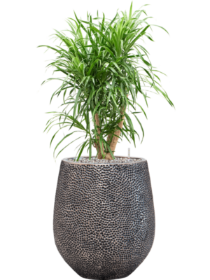 Pleomele (Dracaena) 'Anita Variegata' en Baq Opus Hit