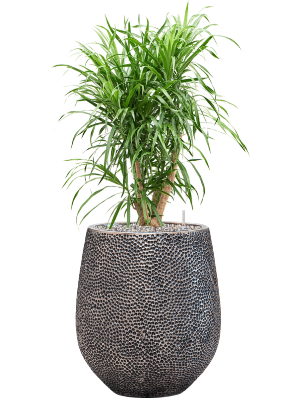 Pleomele (Dracaena) 'Anita Variegata' en Baq Opus Hit
