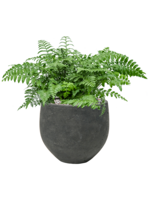 Asplenium dimorphum 'Parvati' en Rough