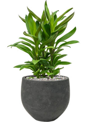 Cordyline fruticosa' Glauca' en Rough