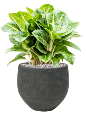 Aglaonema 'Lemon Mint' en Rough