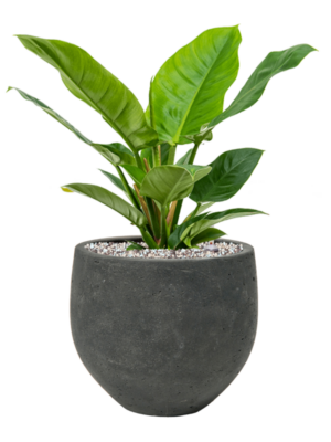 Philodendron 'Imperial Green' en Rough