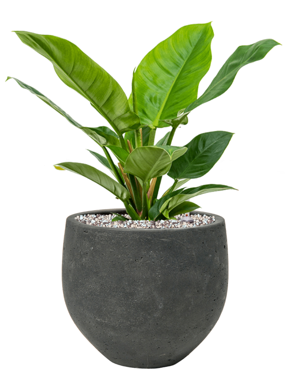 Philodendron 'Imperial Green' en Rough, Pottery Pots