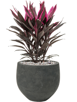 Cordyline fruticosa 'Tango' en Rough