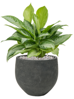 Aglaonema 'Silver Bay' en Rough