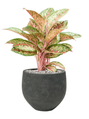 Aglaonema 'Painted Celebration' en Rough