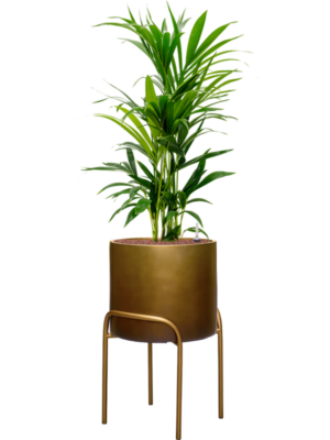 Kentia (Howea) forsteriana en Baq Gradient Elevated