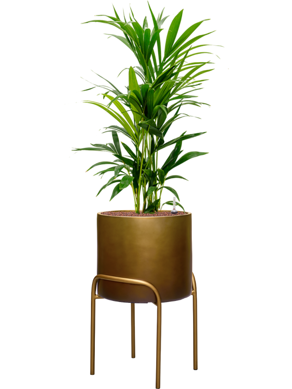 Kentia (Howea) forsteriana en Baq Gradient Elevated