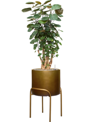 Aralia (Polyscias) 'Fabian' en Baq Gradient Elevated