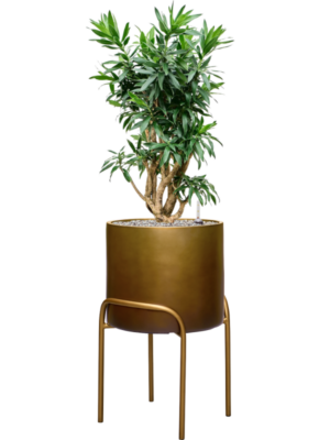 Pleomele (Dracaena) reflexa en Baq Gradient Elevated
