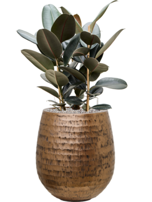 Ficus elastica 'Abidjan' en Baq Opus Hammered