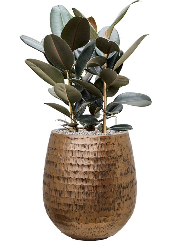 Ficus elastica 'Abidjan' en Baq Opus Hammered