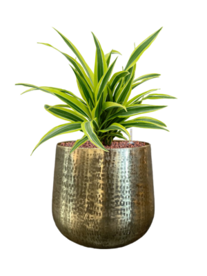 Dracaena fragrans 'Lemon Lime' en Karakter