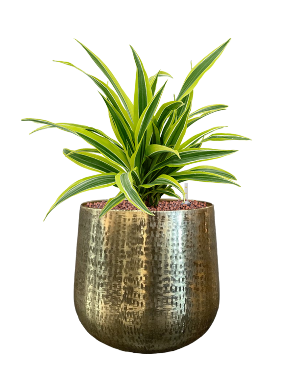 Dracaena fragrans 'Lemon Lime' en Karakter, Gina Da