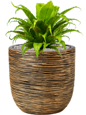Asplenium antiquum 'Osaka' en Capi Nature Rib NL