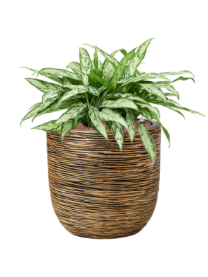 Aglaonema 'Silver Queen' en Capi Nature Rib NL