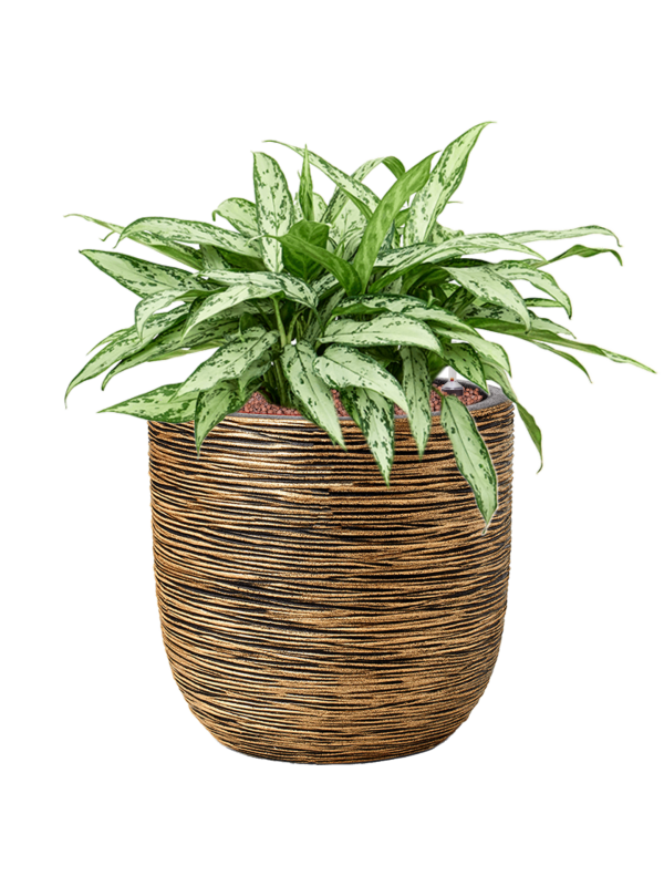 Aglaonema 'Silver Queen' en Capi Nature Rib NL