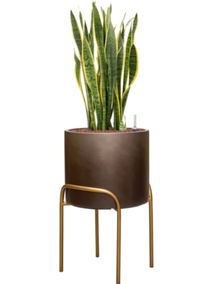 Sansevieria trifasciata 'Laurentii' en Baq Gradient Elevated