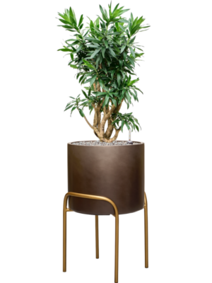 Pleomele (Dracaena) reflexa en Baq Gradient Elevated