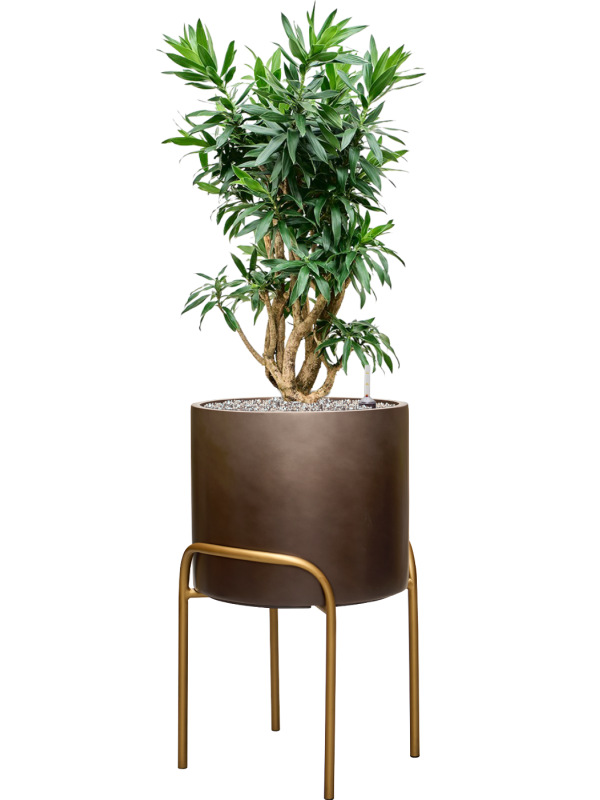 Pleomele (Dracaena) reflexa en Baq Gradient Elevated