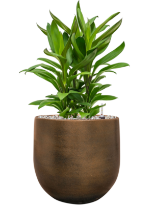 Cordyline fruticosa' Glauca' en Esra
