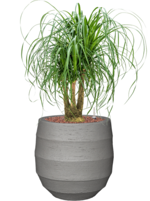 Beaucarnea recurvata en Bordo