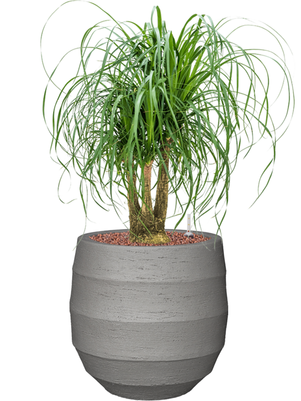 Beaucarnea recurvata en Bordo, Luca Lifestyle