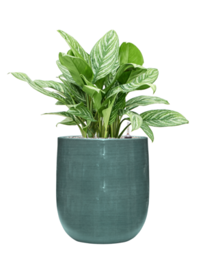 Aglaonema 'Stripes' en Plain Striped
