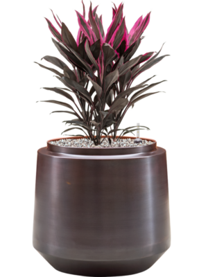 Cordyline fruticosa 'Tango' en Indigo