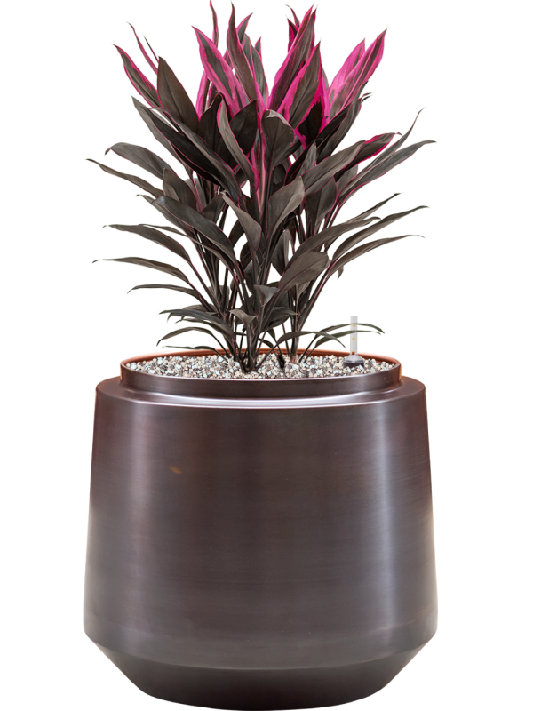 Cordyline fruticosa 'Tango' en Indigo, Gina Da