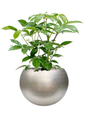Schefflera actinophylla 'Amate' en Baq Metallic Silver leaf