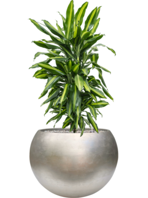Dracaena fragrans 'Cintho' en Baq Metallic Silver leaf