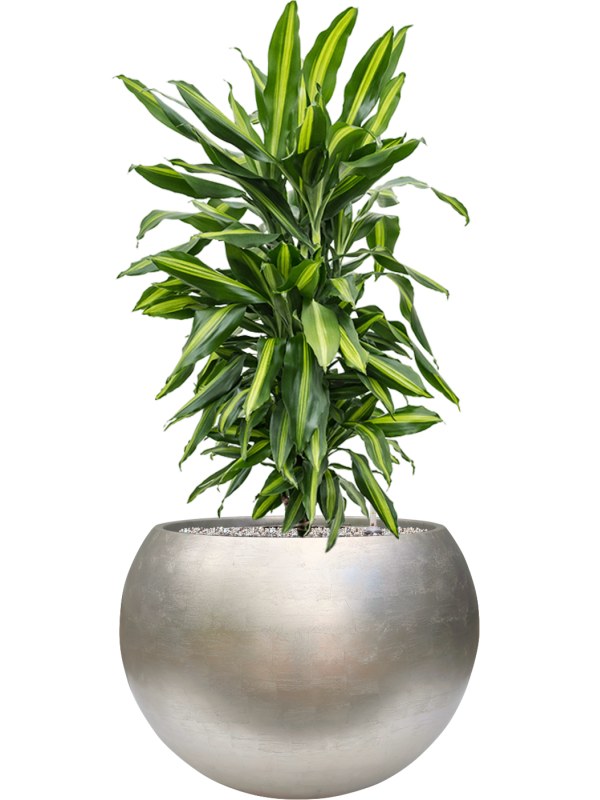 Dracaena fragrans 'Cintho' en Baq Metallic Silver leaf