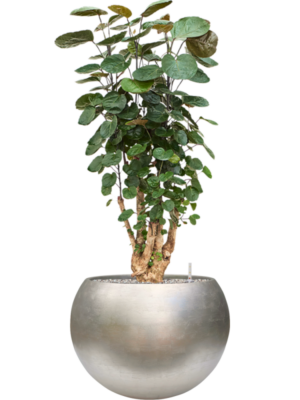 Aralia (Polyscias) 'Fabian' en Baq Metallic Silver leaf