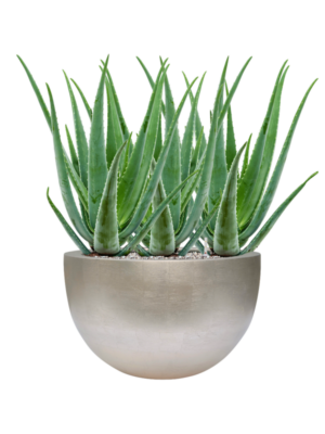 Aloe vera barbadensis en Baq Metallic Silver leaf