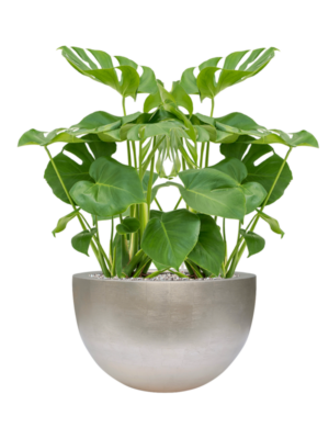 Monstera deliciosa en Baq Metallic Silver leaf
