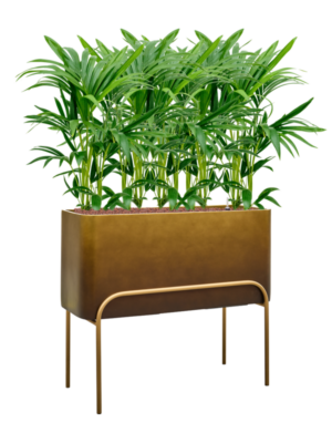 Kentia (Howea) forsteriana en Baq Gradient Elevated