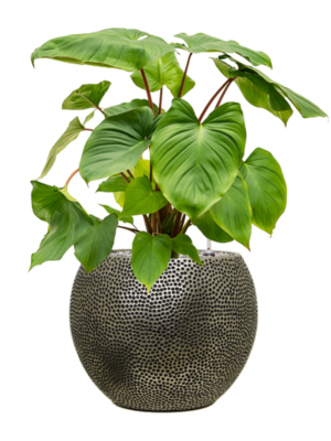 Homalomena rubescens 'Maggy en Baq Opus Hit