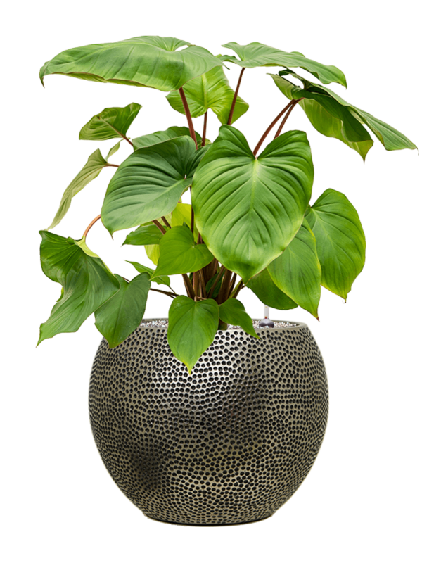 Homalomena rubescens 'Maggy en Baq Opus Hit